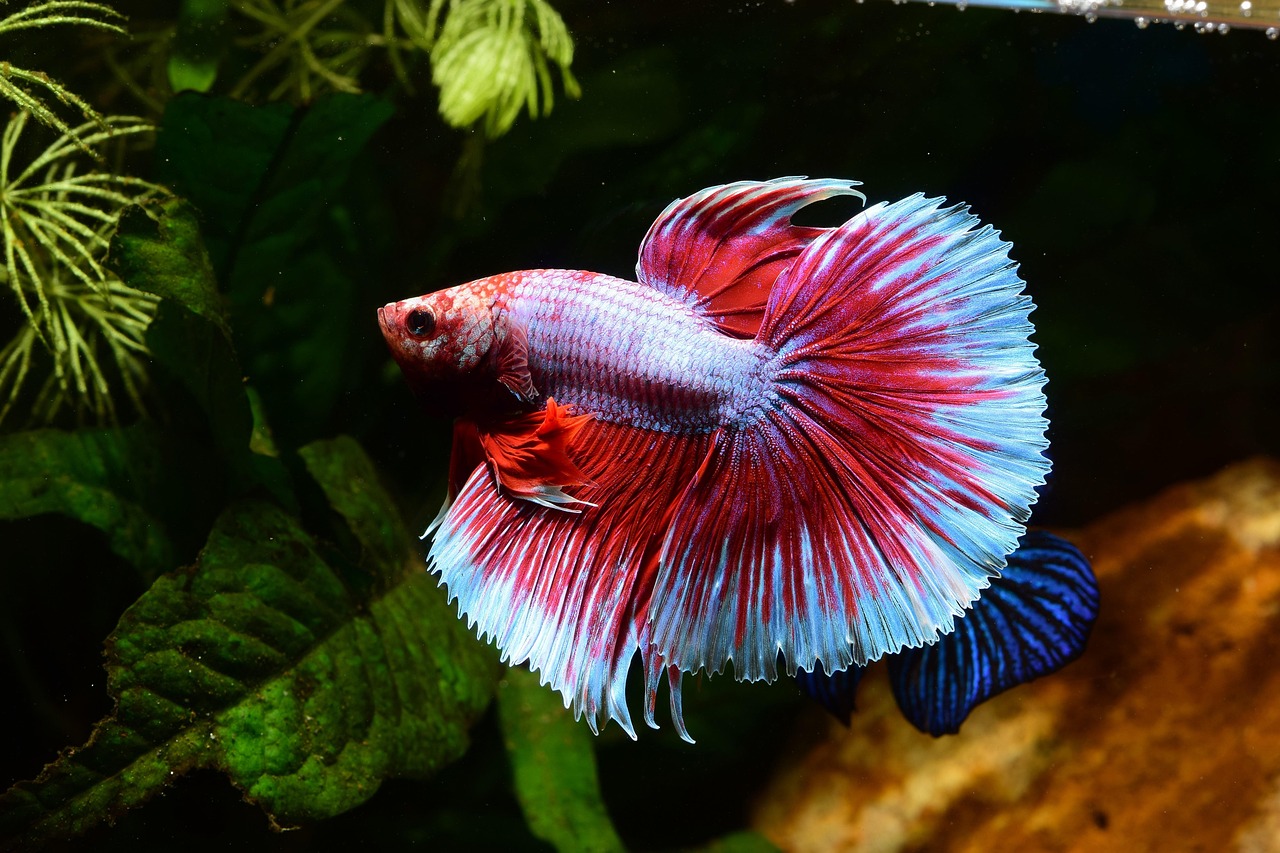 BETTA MACHO