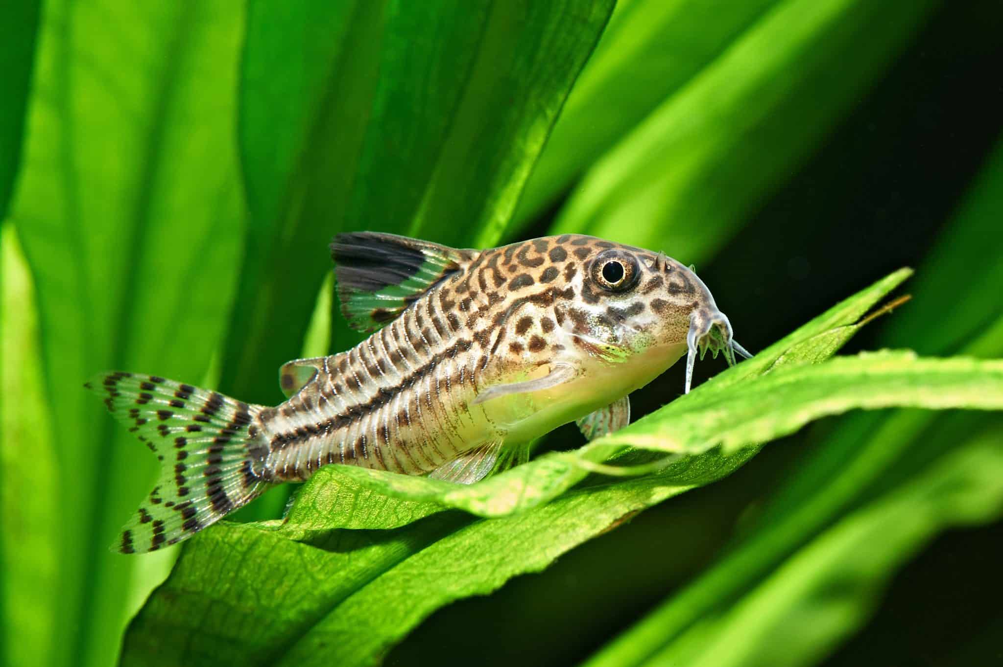 CORIDORA JULI (E)