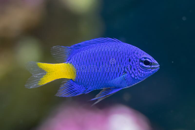 DAMSEL BLUE YELLOW TAIL (E)